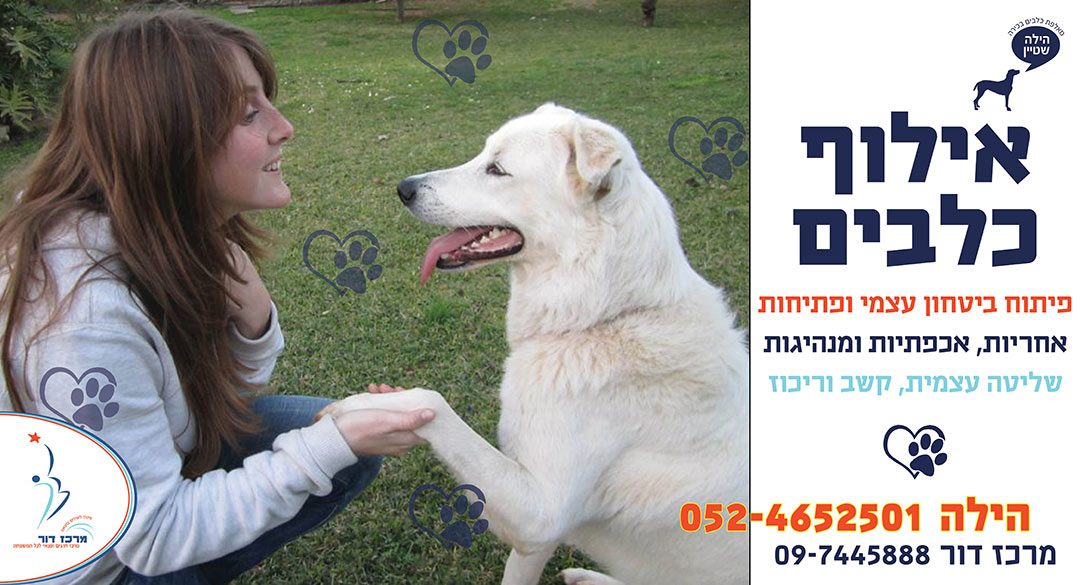 אילוף כלבים